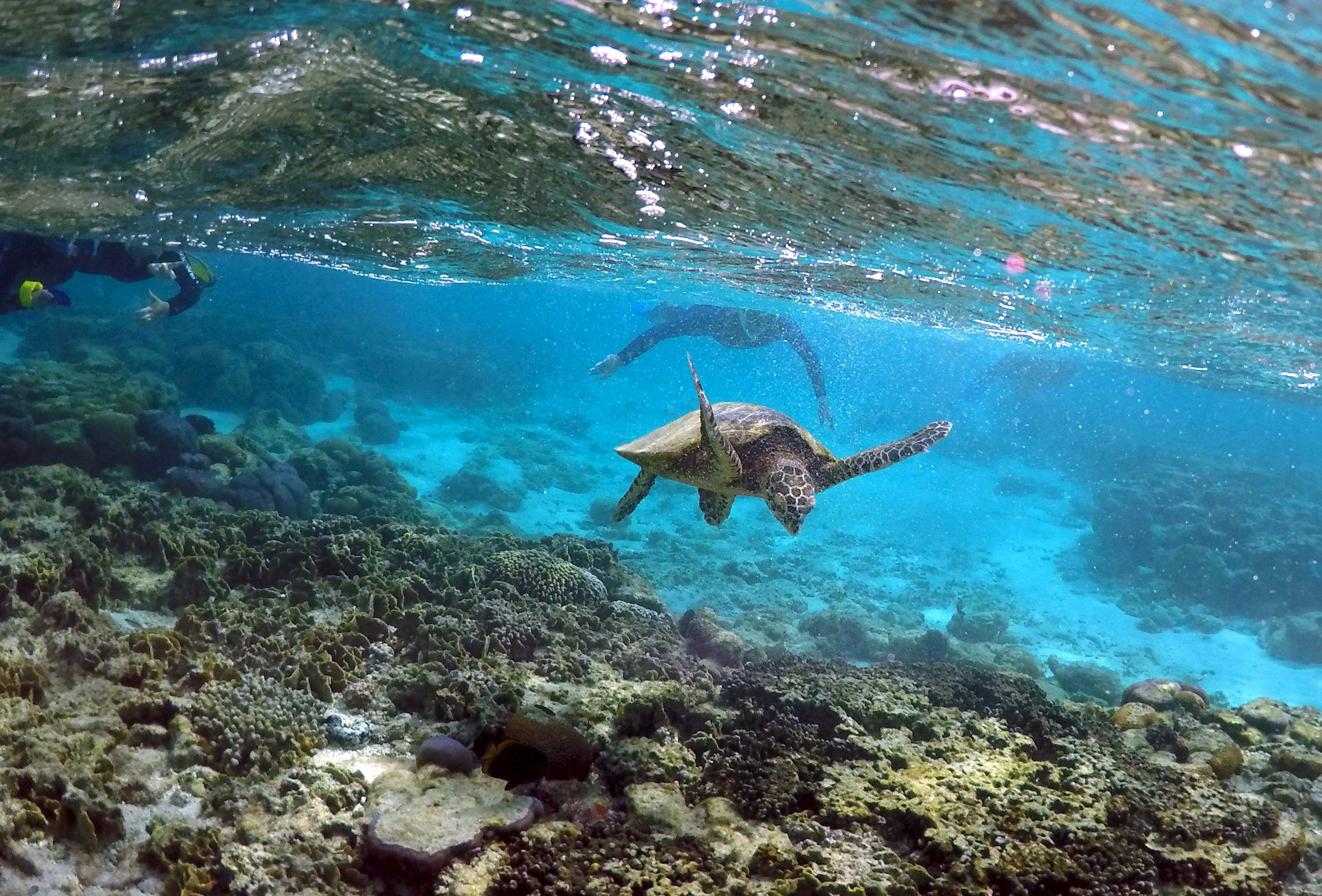 The Great Barrier Reef is dying at a rate not expected for another 30 ...