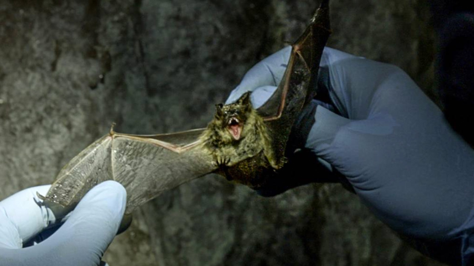 millions-of-bats-have-died-because-of-a-fungal-disease-that-no-one