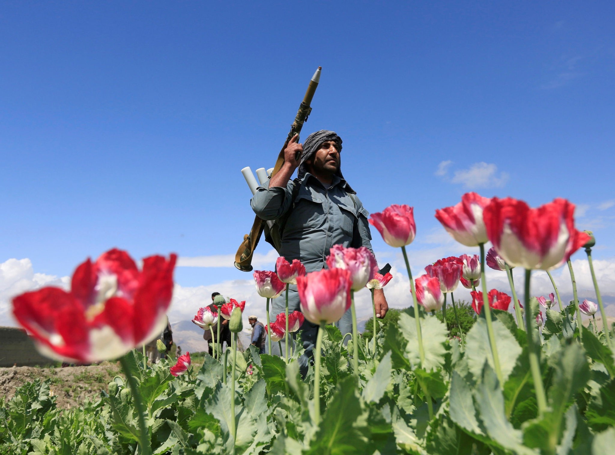 A record opium boom is America's latest epic failure in Afghanistan ...